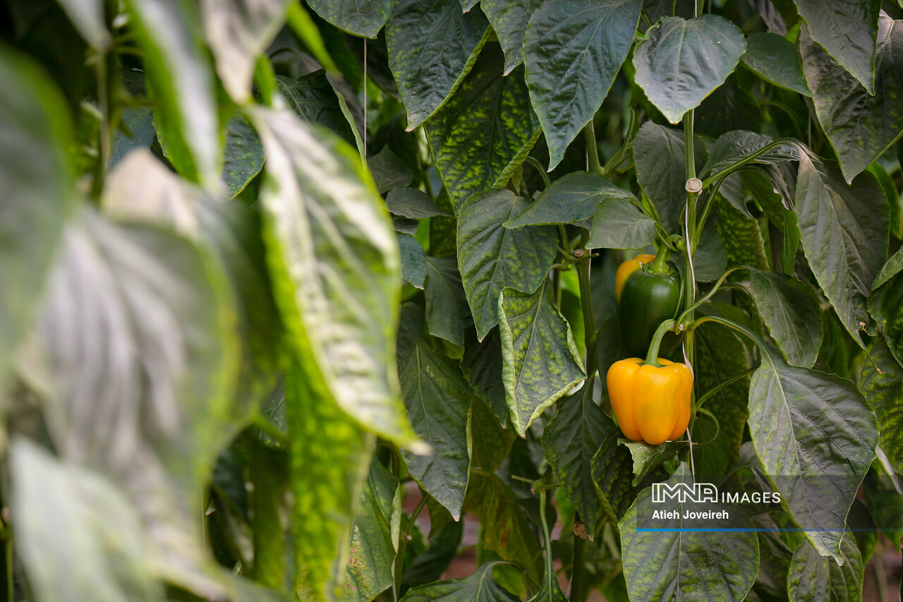 مردی که از فلفل طلا ساخت!