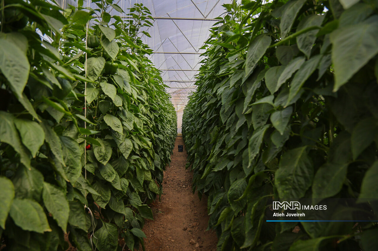 مردی که از فلفل طلا ساخت!