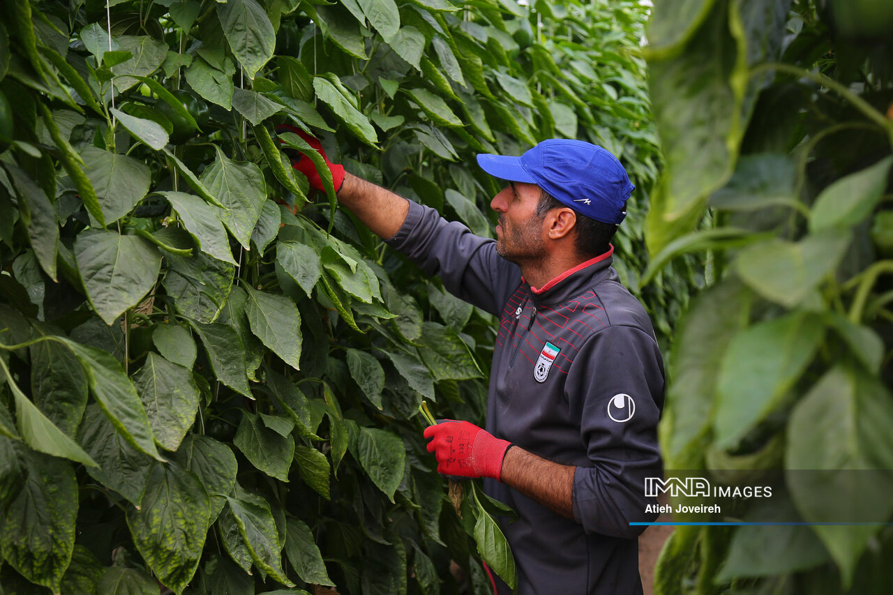 مردی که از فلفل طلا ساخت!