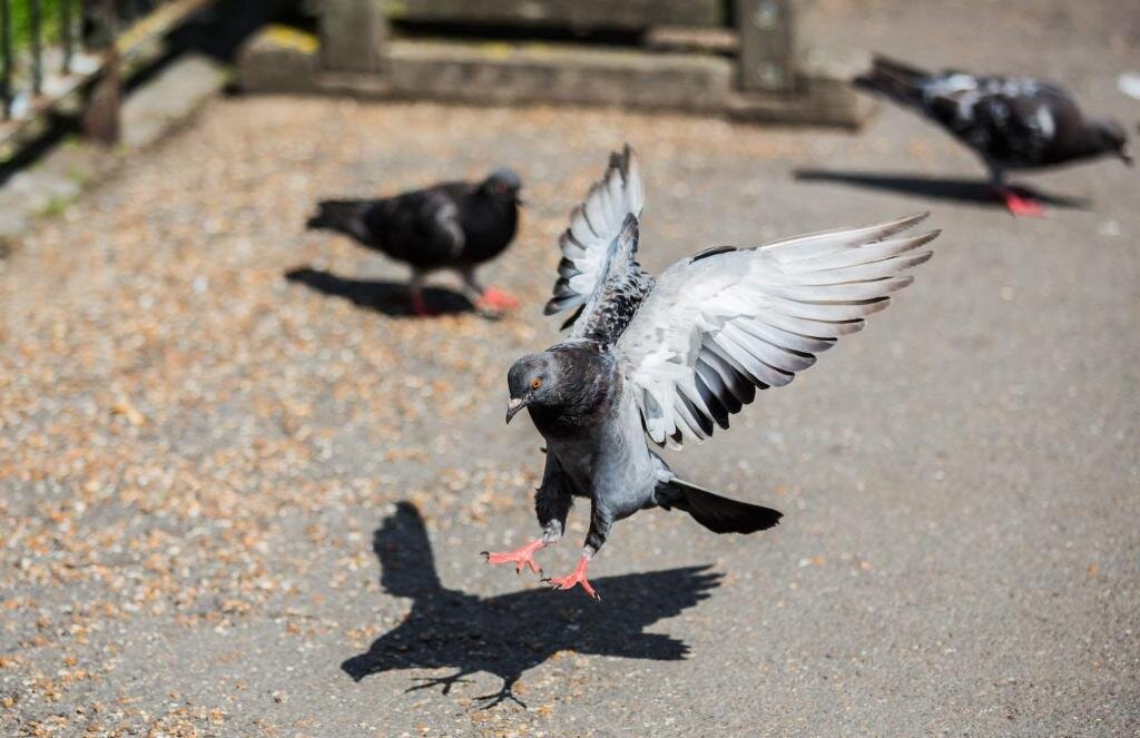 اجرای طرح ضدبارداری برای کبوترهای بروکسل