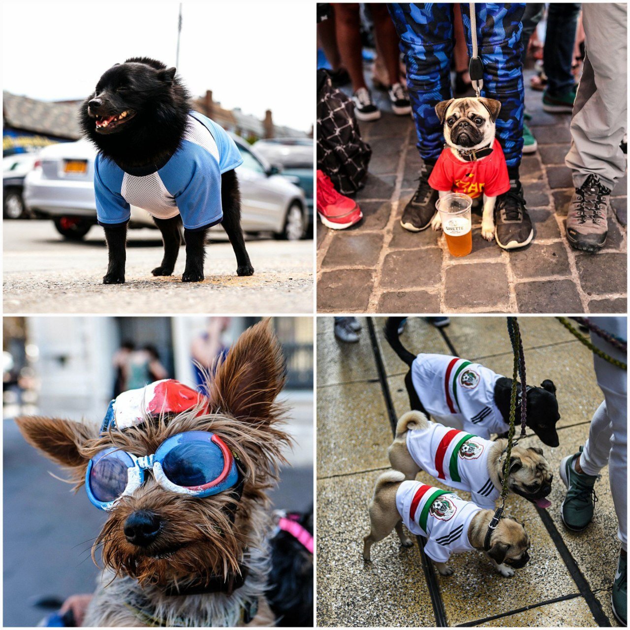 شور و هیجان جامجهانی به حیوانات هم رسید+عکس