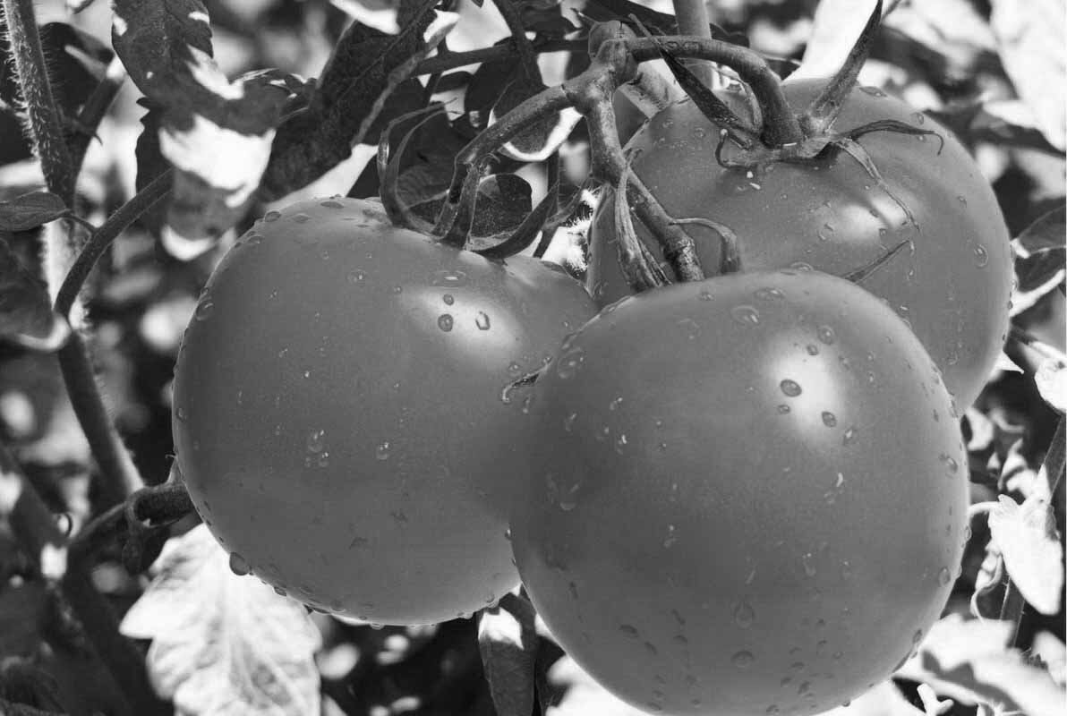 سرد شدن هوا و تغییر محل برداشت عامل گرانی گوجه