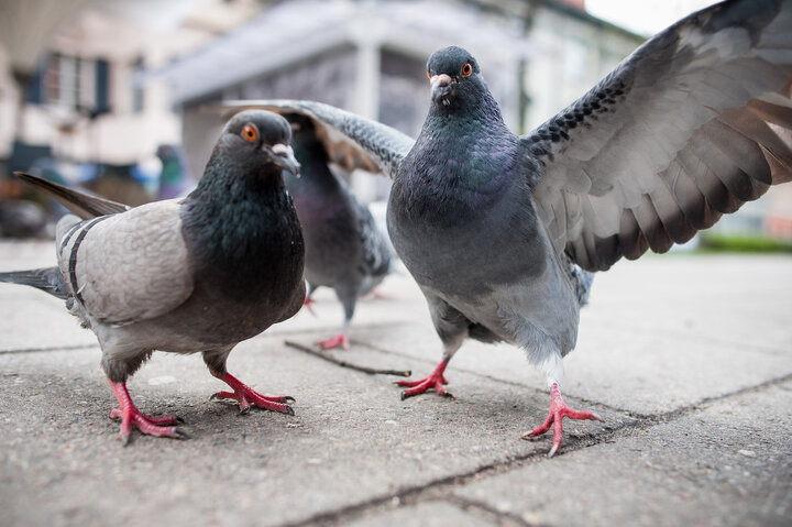 راهکار غیراخلاقی شهر آلمانی برای کنترل جمعیت کبوترهای شهر