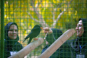 «باغ پرندگان» در صدر مراکز گردشگری و تفریحی ناژوان