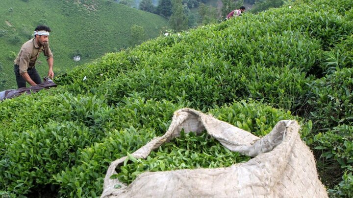 تولید بیش از ۱۱۶ هزار تن برگ سبز چای/پرداخت ۸۱۳ میلیارد تومان به چایکاران