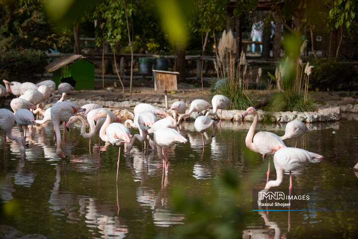 تداوم واکسیناسیون پرندگان باغ پرندگان ناژوان اصفهان در برابر بیماری نیوکاسل