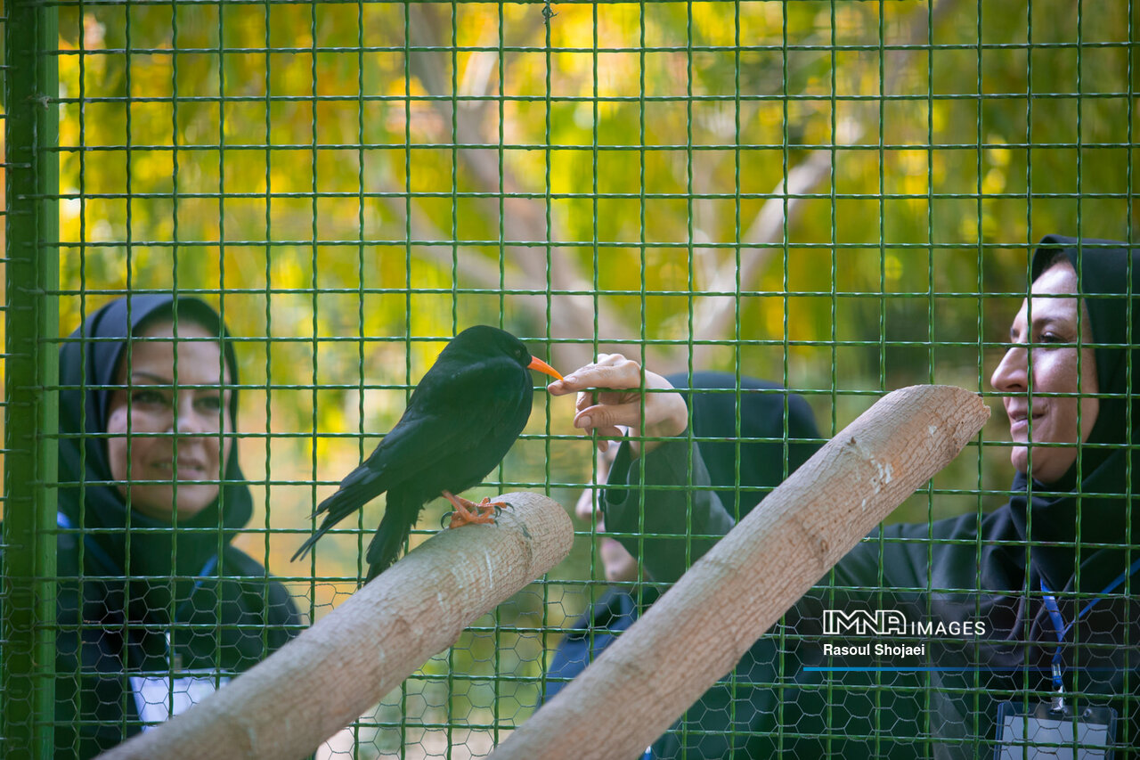 باغ پرندگان اصفهان، جلوهای بینظیر از همزیستی انسان و طبیعت
