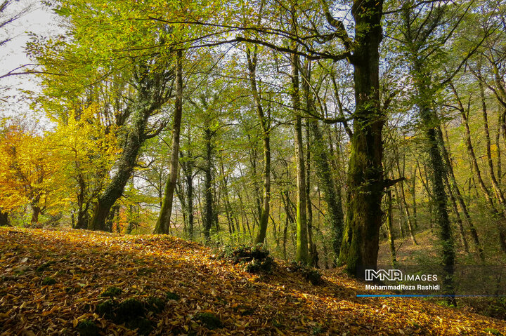 جنگ بیپایان انسان و طبیعت / آخرین اخبار از حریق جنگلهای هیرکانی جنگ بیپایان انسان و طبیعت / آخرین اخبار از حریق جنگلهای هیرکانی