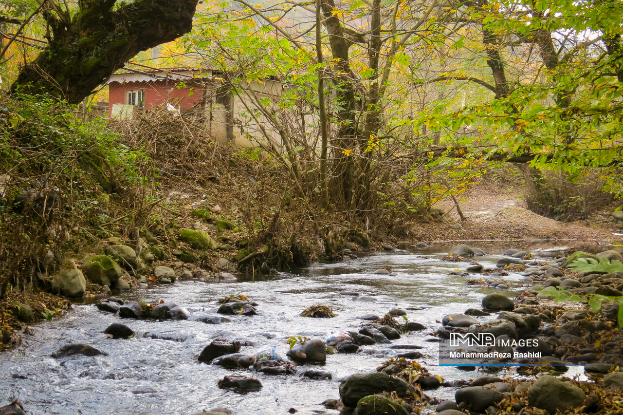 حکایتی از صدای تنفس دردناک جنگلها