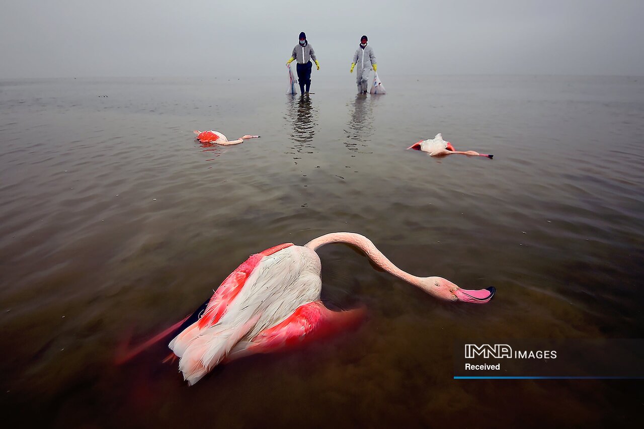 عکس‌های برگزیده جایزه عکاس محیط زیست ۲۰۲۲