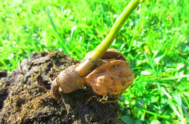 فروش پربارترین نهال گردو در مناطق معتدل ایران