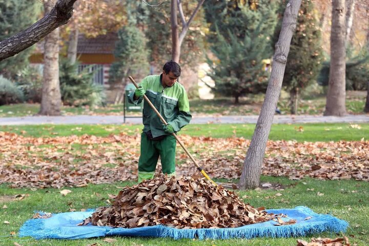 ۲ هزار تن برگ پاییزی در اصفهان جمع‌آوری شد/ برگ‌ها به چرخه محیط زیست بازمی‌گردد