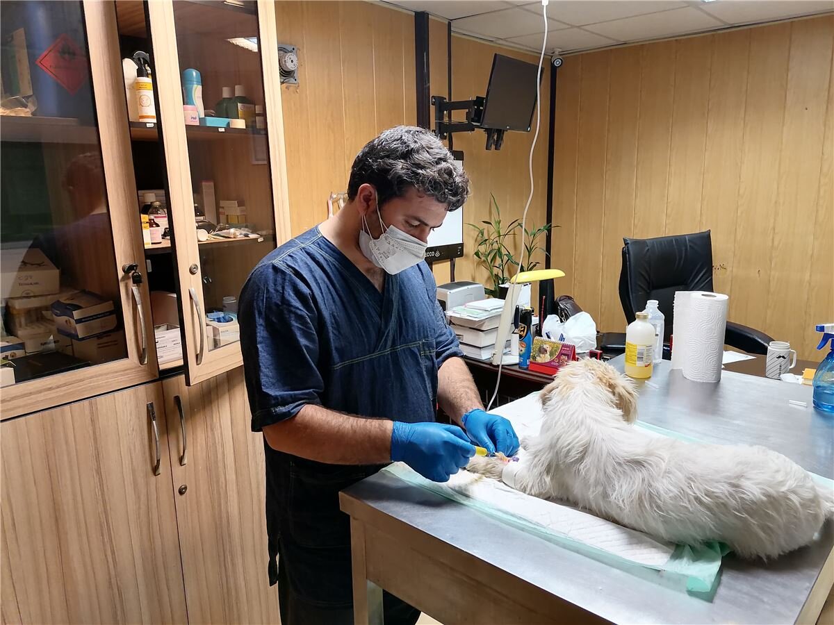 تبریک روز دامپزشک ۱۴۰۲ + متن تشکر، شعر و پیام انگلیسی