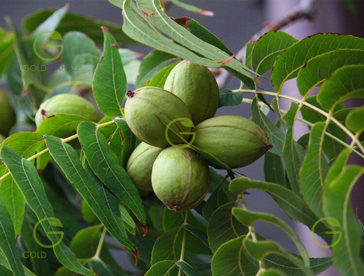 خرید اینترنتی 2 نهال گردو پربار گرمسیری و سردسیری از گلد نهال