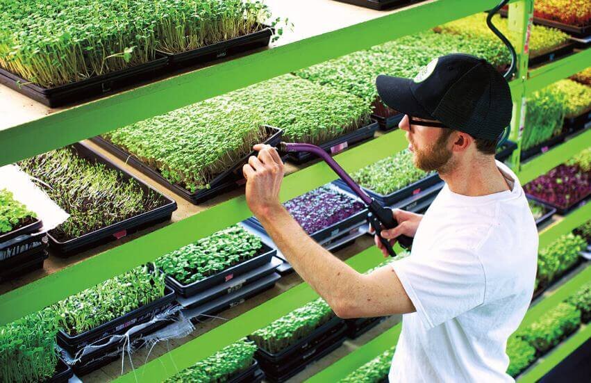 آشنایی با انواع روش های پرورش گل و گیاه در خانه