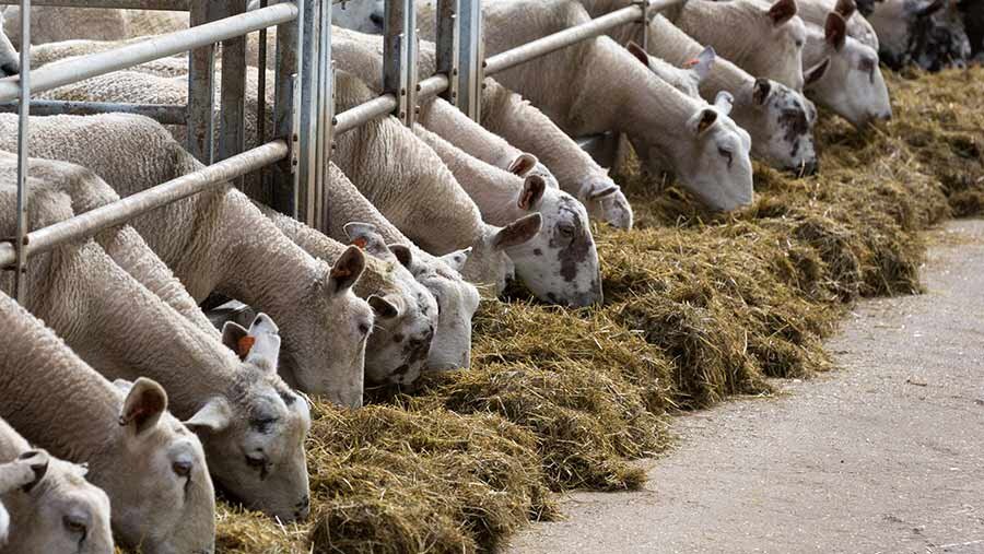 خرید گوسفند با نژادهای مختلف از دام کالا