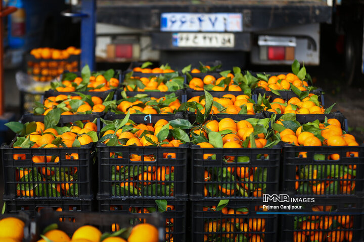 محدودیت صادرات سیب درختی و پرتقال رفع شد