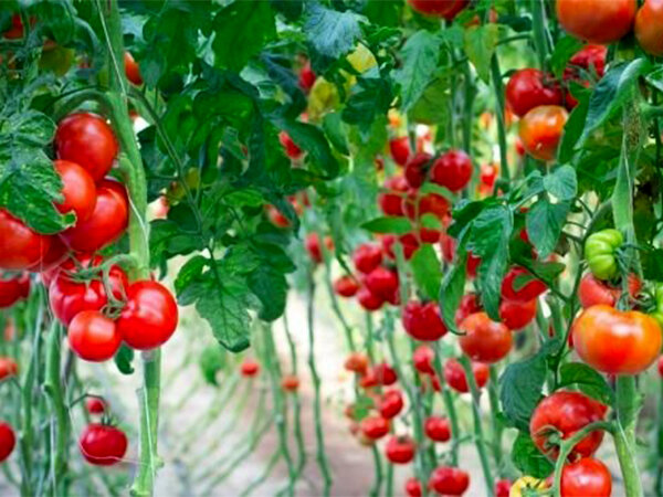 چرا برای کاشت بذر گوجه فرنگی به مشاوره نیاز داریم؟