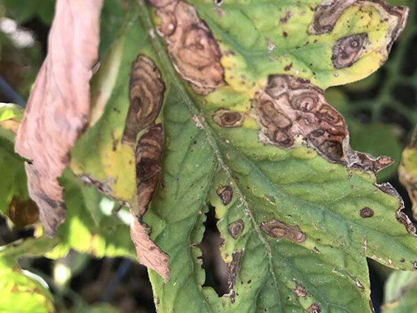 بیماری آلترناریا یکی از بیماریهای شایع گوجه فرنگی میباشد.