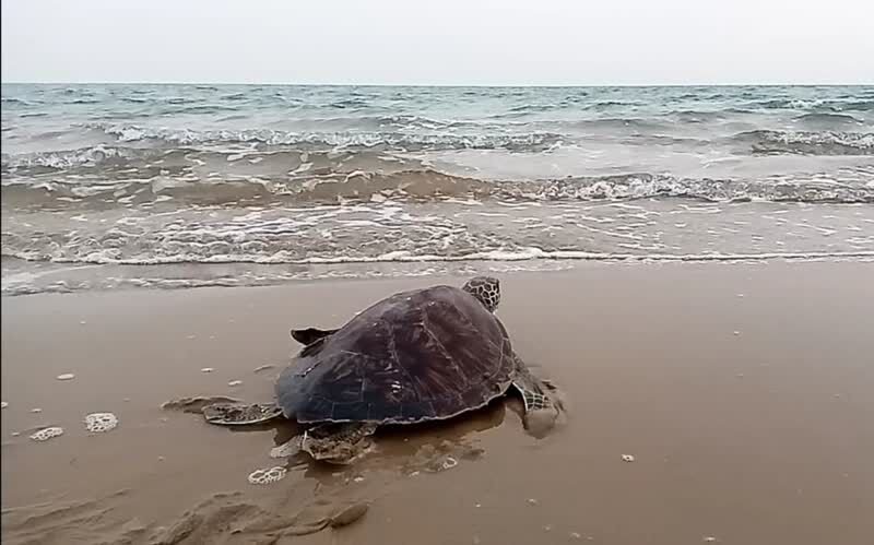 صیادان بوشهری برای حفاظت از لاک‌پشت‌های در خطر انقراض آموزش دیدند