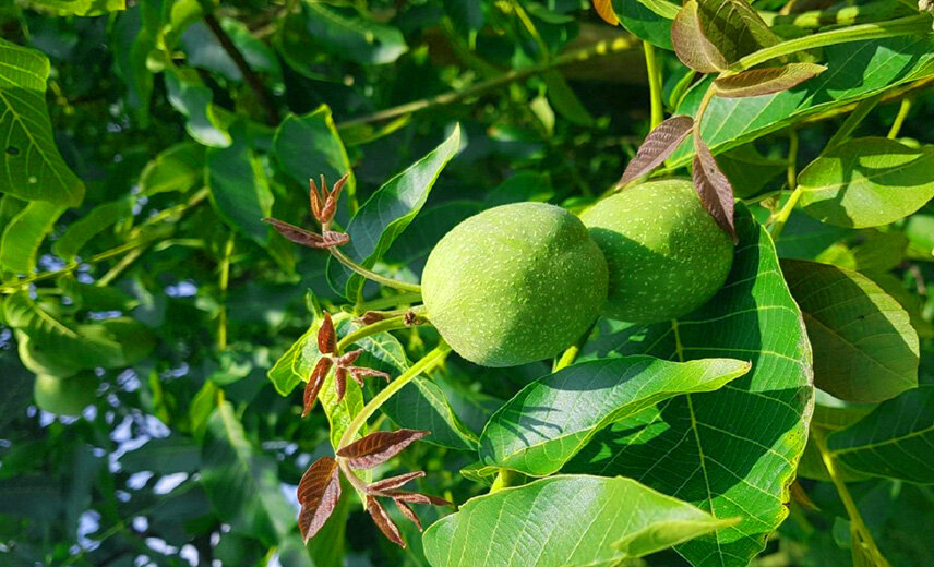 درخت گردویی با بیش از 300 کیلو باردهی همه را شگفت زده کرد!
