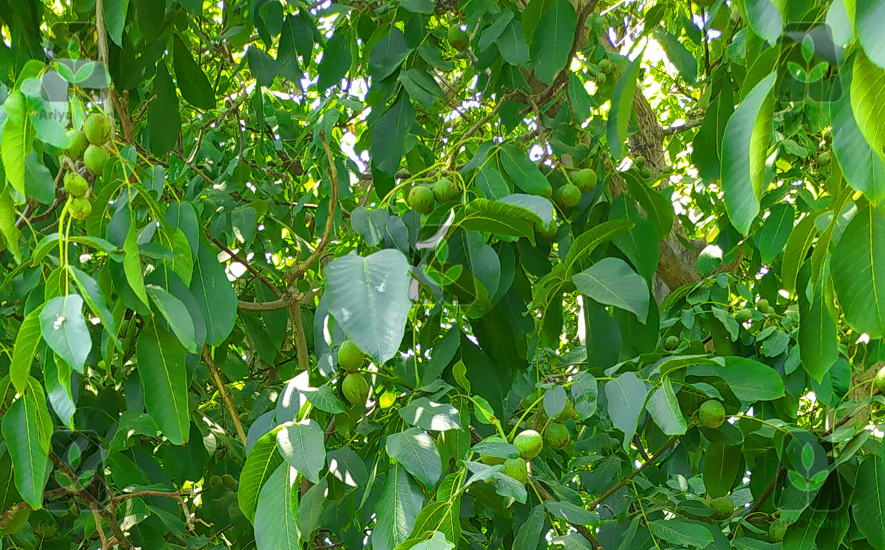 درخت گردویی با بیش از 300 کیلو باردهی همه را شگفت زده کرد!