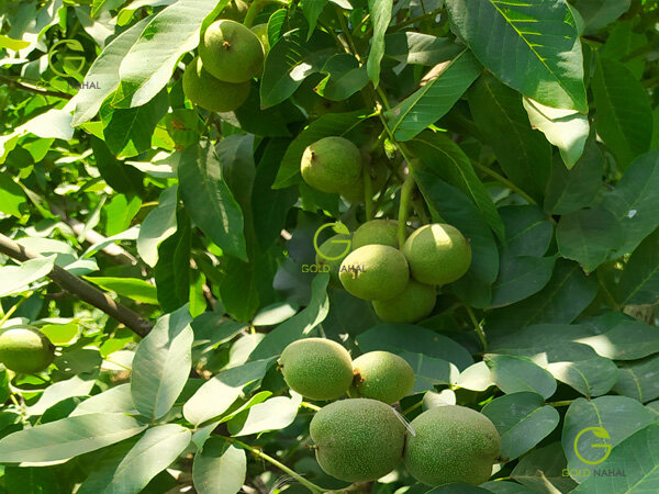 نهال گردوی نهالستان گلد نهال با 300 کیلو باردهی رکورد شکنی کرد!