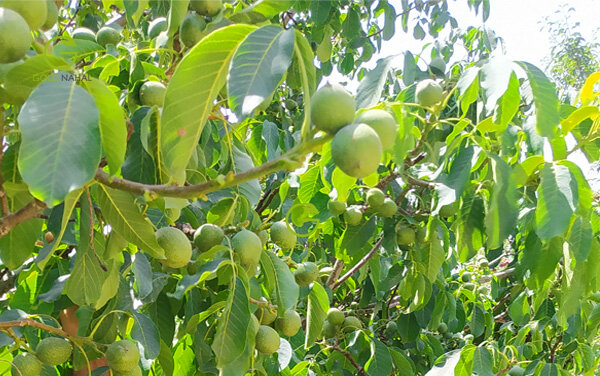 نهال گردوی نهالستان گلد نهال با 300 کیلو باردهی رکورد شکنی کرد!