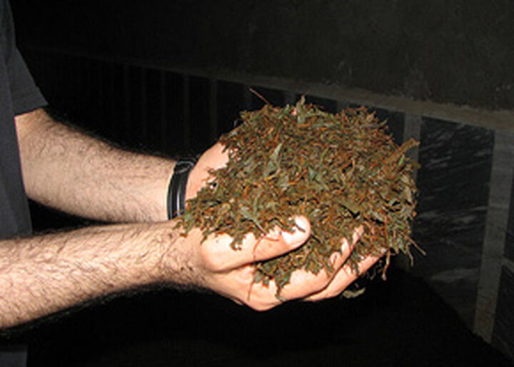 اجرای طرح جمع‌آوری ضایعات چای در شهر اصفهان