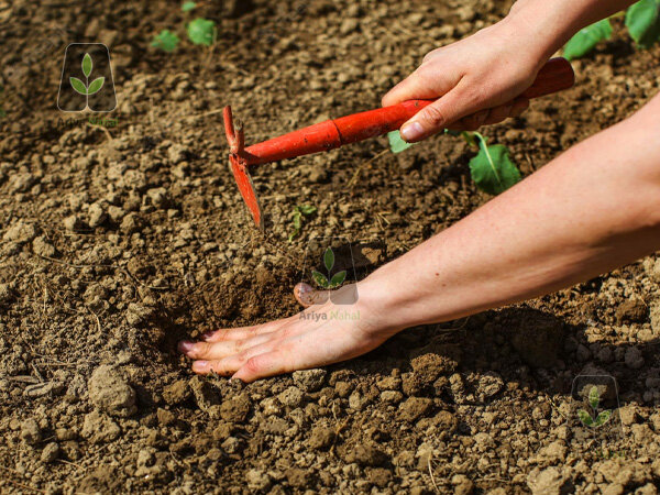 50 درصد افزایش باردهی درخت گردو با چالکود درختان