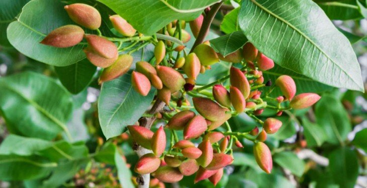 آشنایی با فواید و عوارض خوردن پسته