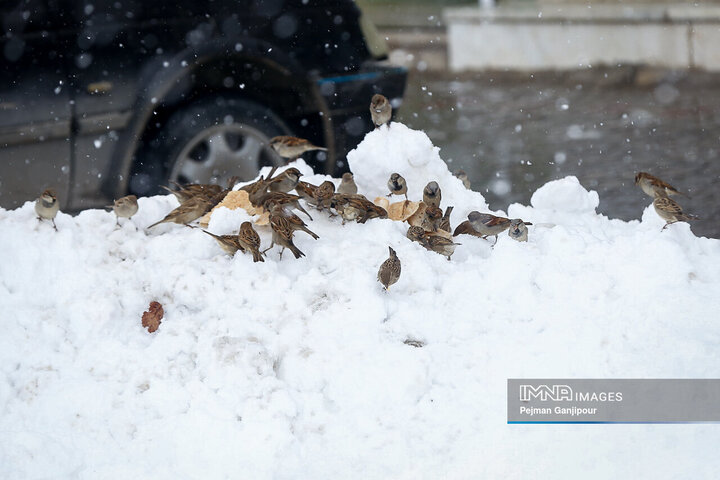 بارش برف در داران