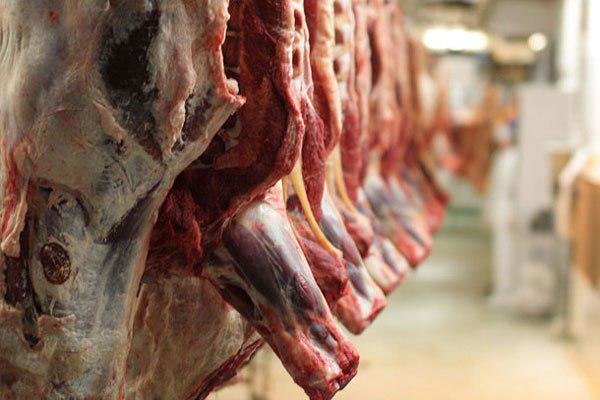 واردات گوشت گرم گوسفندی از اواسط هفته آینده