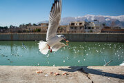 شیراز میزبان مرغان دریایی مهاجر