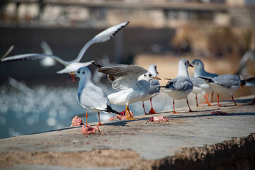 Arrival of Siberian Seagulls in Shiraz