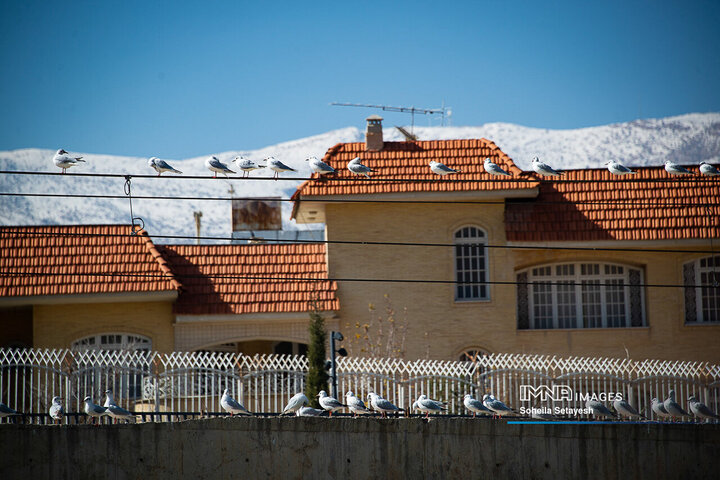 Arrival of Siberian Seagulls in Shiraz