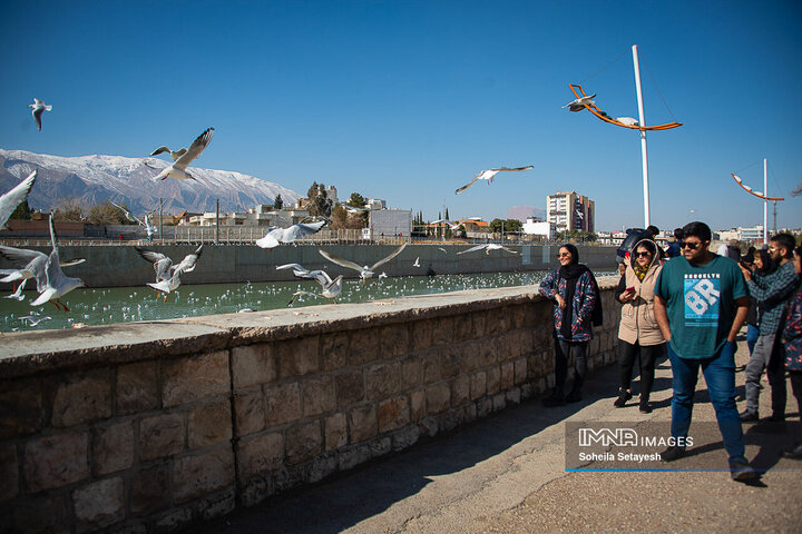 شیراز میزبان مرغان دریایی مهاجر