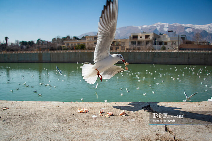 Arrival of Siberian Seagulls in Shiraz