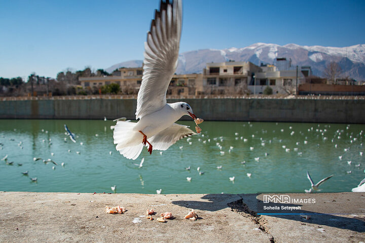 شیراز میزبان مرغان دریایی مهاجر