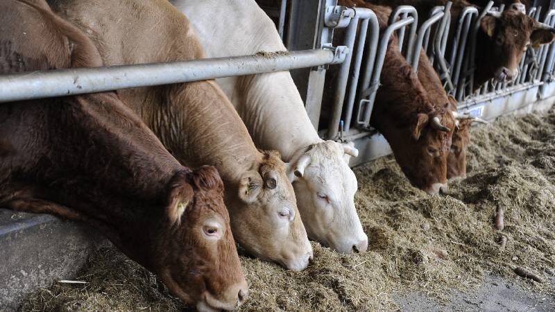 اسید های آلی در خوراک دام و طیور + وظایف آنها