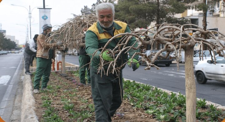 «پلارد» درختان توت، راهکاری برای حفظ پاکیزگی شهر
