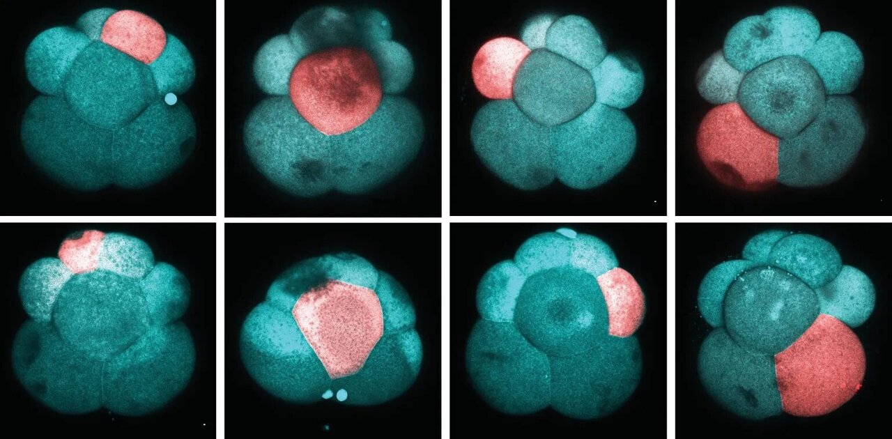 منشأ جنینی سلولهای بنیادی پرتوان بالغ کشف شد