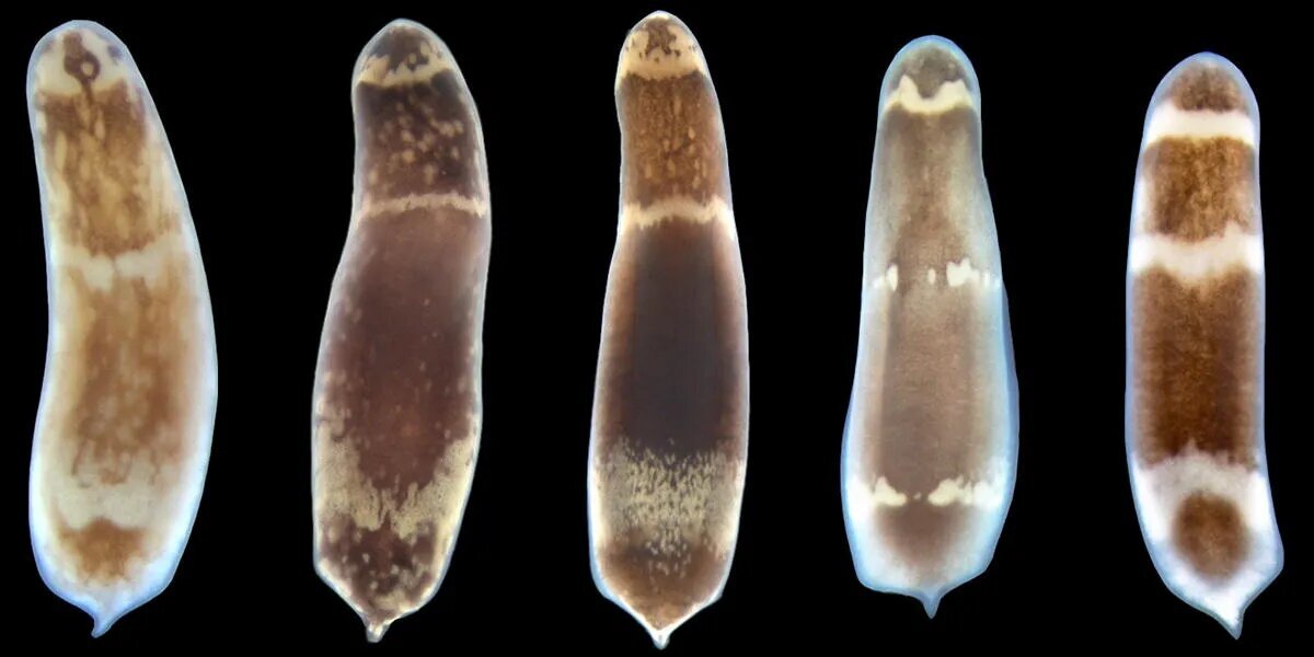 منشأ جنینی سلولهای بنیادی پرتوان بالغ کشف شد