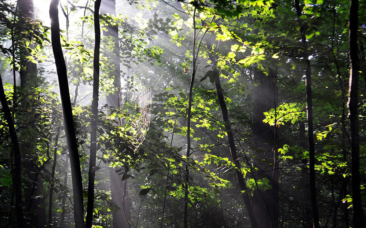 تجربه سفر به جنگل جیغ ایران