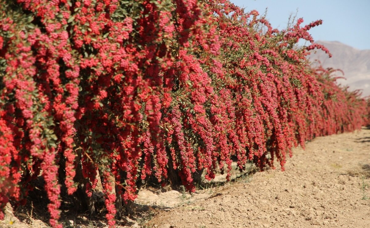 مشخصات خرید بهترین نهال های زرشک و نهال انجیر