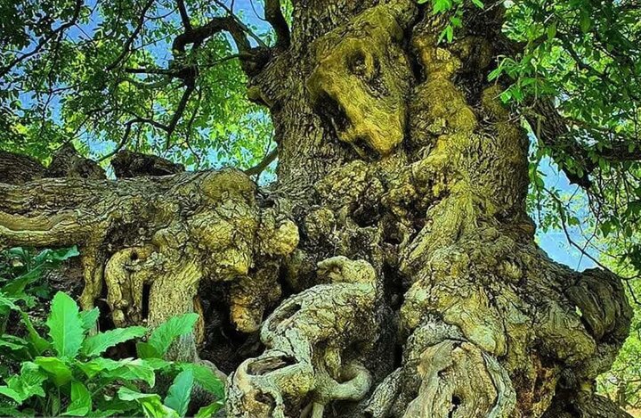 کهن‌سال‌ترین درخت گردوی ایران در اصفهان به ثبت ملی رسید