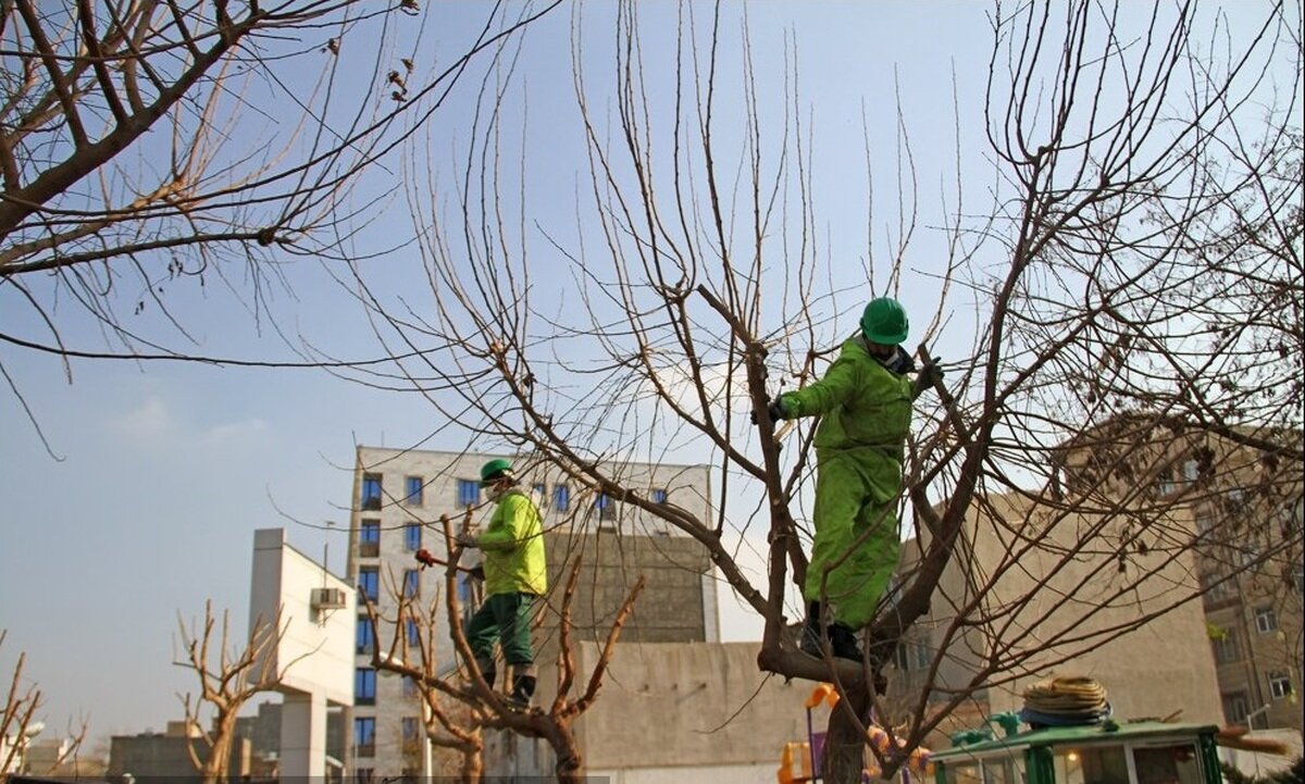 شهرداری درختان منازل را هرس می‌کند