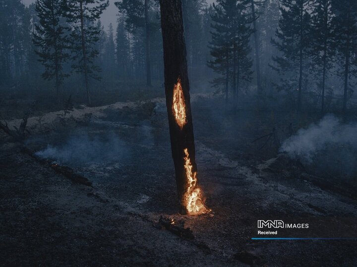 درختان در آتش سوزی جنگل در نزدیکی کورلیاخ، سخا، سیبری، روسیه می سوزند.