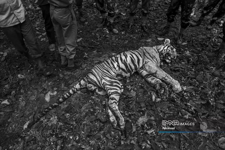 یک ببر در شرایط غیرقابل توضیحی در روستایی در نزدیکی منطقه حفاظت شده ببر Anamalai در تامیل نادو هند مرده است.