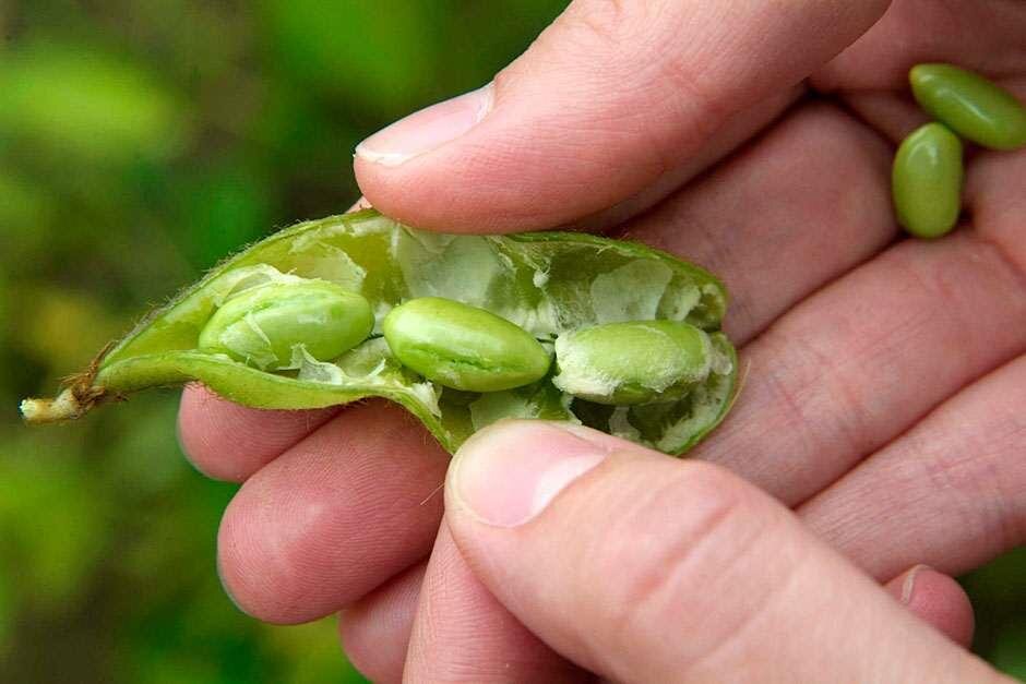 سویا آجیلی از خواص و مضرات تا قیمت و فواید برای مردان و زنان + طبع، نحوه مصرف و عکس